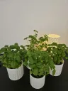 Spoton3D Planter Pots Ivory White